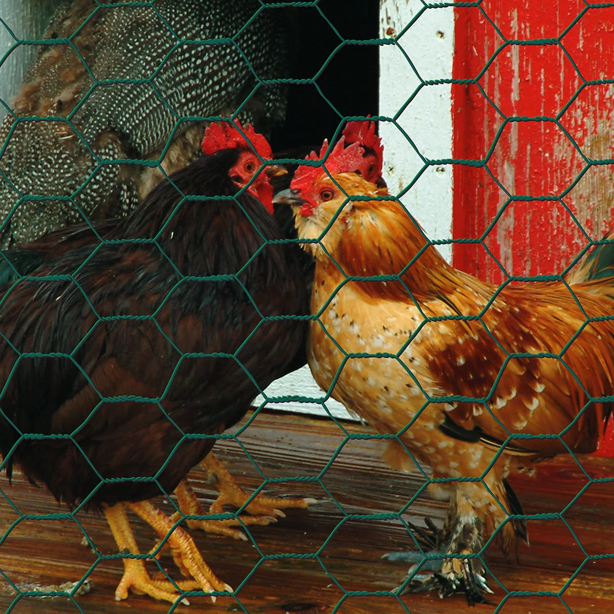 Garden Craft 25-Ft Green PVC Coated Steel Chicken Wire Fencing, 1-In Mesh - Image 2