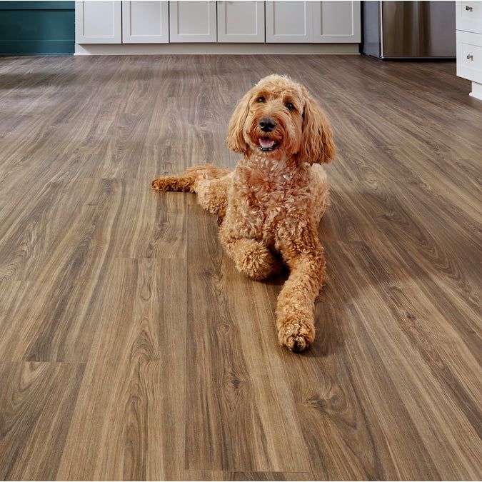 STAINMASTER PetProtect Bittersweet Hickory 12-mm T x 7-1/2-in W x 50-in L Waterproof Wood Plank Laminate Flooring (23.69-sq ft / Carton) - Image 11