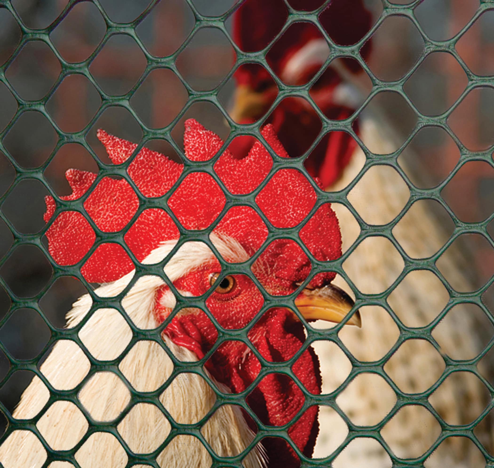 Tenax Green HDPE Chicken Wire Rolled Fencing 25-ft x 3-ft - Image 5